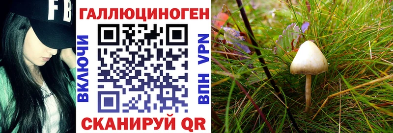 Галлюциногенные грибы Psilocybine cubensis  купить   Жиздра 